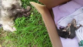 Possum rescue  7 baby opossums rescued from deceased mom opossum [upl. by Myrtle970]