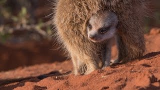 Meerkats Of The Kalahari [upl. by Cyb628]