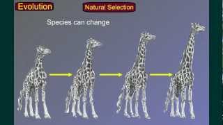 Evolution Part 3 Speciation [upl. by Aiekat]