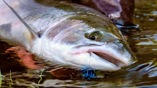 quotSwinging for steelheadquot  Fly Fishing for coastal Steelhead by Todd Moen [upl. by Peedus937]