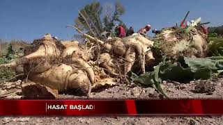 Hasat başladı alım fiyatı açıklandı [upl. by Kay]