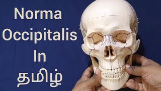 Norma occipitalis of skull in Tamil  Skull in Tamil  Norma occipitalis in Tamil [upl. by Caneghem]