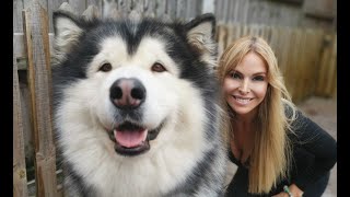 GIANT ALASKAN MALAMUTE DOGS  GROOMING AND CARE [upl. by Eisor]