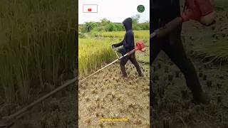 Rice Harvesting Brush Cutter Machine [upl. by Wesley157]