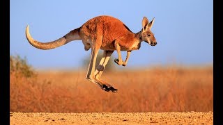 Kangaroo  Australian Kangaroos Documentary Kangaroo Life [upl. by Olivero]