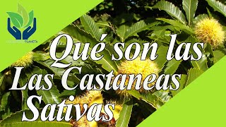 Castanea Sativa Castaño tipos cuidados características imágenes [upl. by Dihgirb821]