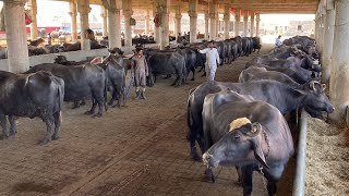 Pakistan Biggest and Modern Nili Ravi Buffalo dairy Farm of Haji Ghulam Fareed Sb of Gujranwala [upl. by Heise]