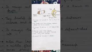 Morphology of flowering plants biology  class 11  The Fruit  Botany neet class11 botanyneet [upl. by Tunnell532]