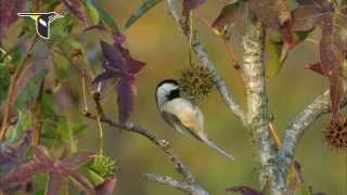 Research update New chickadee study shows climate change affecting distribution [upl. by Otrevogir]