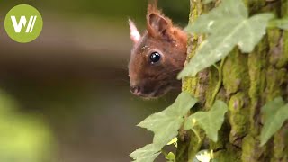 Les animaux sauvages de nos forêts  Un voyage des Vosges du Nord à lIledeFrance [upl. by Windzer]