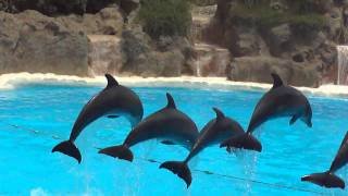 Dolfijn show 1  Loro Parque  Dolphin show 1 [upl. by Friedman]