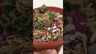 Treating my succulent pinwheel with starkle G fungicide succulents fyp [upl. by Coady]