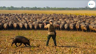 Cómo Los Cerdos Salvajes Están Destruyendo Granjas En Todo Estados Unidos  Agricultura [upl. by Hpseoj214]