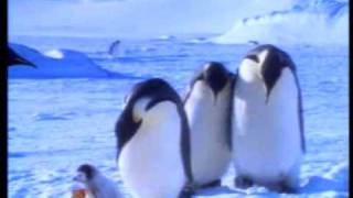 McVities Penguins Advert 1996 [upl. by Mountfort]