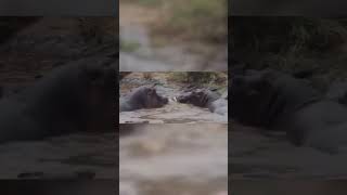 Hippos and Zebra in river shorts viral [upl. by Gayle296]