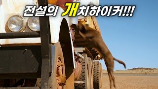 실제로 당한 사람만 수천명 호주 고속도로에서 이 개를 만나면 벌어지는 일 전 세계를 놀라게한 붉은개의 실화 영화리뷰결말포함 [upl. by Yelahs]