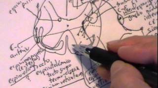 NEUROANATOMIA 20 MÉDULA ESPINAL CONFIGURACIÓN INTERNA [upl. by Arihday540]