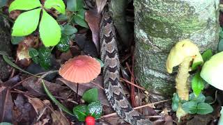 Newborn Canebrake Rattlesnake [upl. by Kenny]