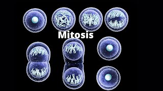 What happens in the four stages of mitosis [upl. by Scevour]