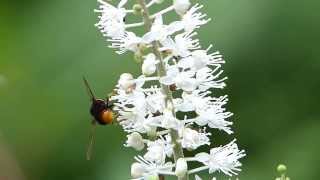 Dideoides Hoverfly on Bugbane ツマキオオヒラタアブ♀がサラシナショウマの花で停空飛翔 [upl. by Lilybelle]