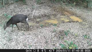 Kagoshima wildlife visiting a wallow Jan 2024 [upl. by Lia935]