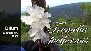 Snow fungus Tremella fuciformis [upl. by Philina]