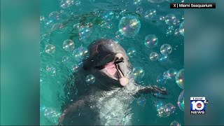 New details released following death of Miami Seaquariums beloved dolphin Sundance [upl. by Aydan]