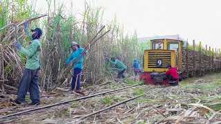 Riding Cheapest Village Train to Transport Tons of Fresh Sugarcane [upl. by Dickinson]