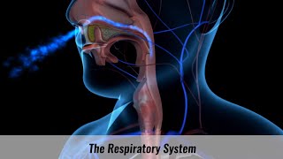 The Human Respiratory System Explained [upl. by Nancie]