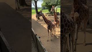 A trip to the cotswold wildlife park Burford with our farmily wildlifepark dayout [upl. by Viking873]