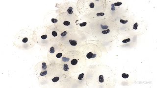 Tadpoles Development Timelapse [upl. by Eiryt732]