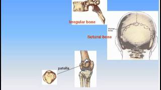 06The Skeleton4Types of Bones Anatomy Intro Dr Ahmed Kamal [upl. by Ariela]