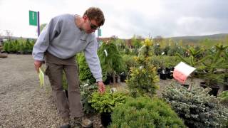 Conifers  The Street Smart Gardener [upl. by Ajay]