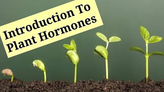 Introduction To Plant Hormones  Phytohormones   Lec 8  Plant Physiology [upl. by Oigres]