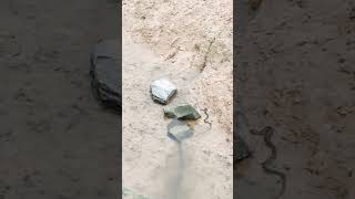 Checkered keelback બિનઝેરી☎️9825597713 public snake adventure mahesana like subscribe [upl. by Winthorpe101]