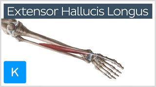 Extensor Hallucis Longus Muscle  Origin Insertion Innervation amp Function  Kenhub [upl. by Erikson]