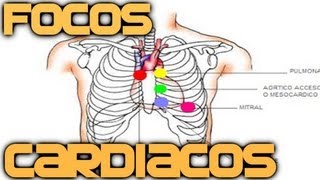 Focos Cardiacos Auscultación en 4 min  Medicina en Videos [upl. by Anael]