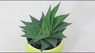 Haworthia limifolia [upl. by Salsbury791]