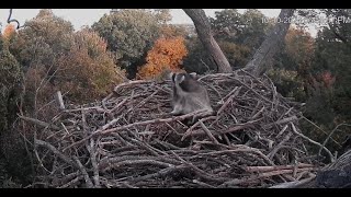 Rocky Raccoon returns to the HanoverEagle nest getting ready for bed [upl. by Esilana]