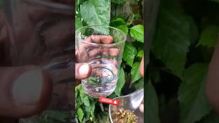 natural Sabja seeds💥 grown at home😳 viral shortsfeed shorts [upl. by Lakin]