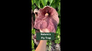 Aristolochia gigantea  Plant Talk [upl. by Eissahc]