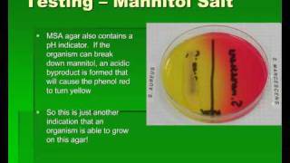 Introduction to Streptococcus [upl. by Treble82]