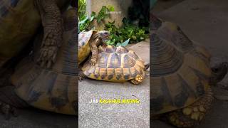 Turtle Mating The Struggles of Male Turtles [upl. by Jermaine619]