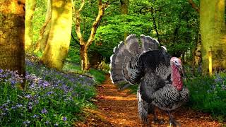 Turkey Gobble Sounds with Singing Birds Ambience 1 HOUR [upl. by Yrreiht]