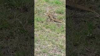 Hanging out with a Goanna [upl. by Loferski]