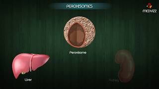 Peroxisomes  Structure and function  Cell Physiology  medical animations [upl. by Engdahl]