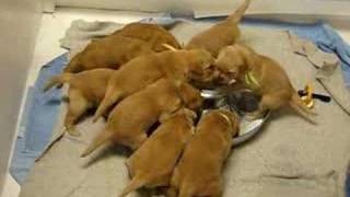 Golden Retriever Puppies Fun with Milk [upl. by Yehsa]