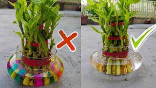 इन 4 गलतियों से बन रहा है आपका LUCKY BAMBOO UNLUCKY  4 MISTAKES THAT TURN LUCKY BAMBOO UNLUCKY [upl. by Anoyek]