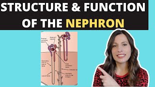 Structure of the NEPHRON Alevel Biology Ultrafiltration and selective reabsorption in the kidney [upl. by Adnamas]