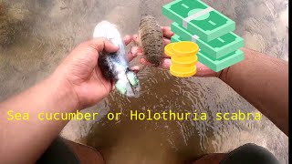 Extra income Sea cucumber or Holothuria scabra culture Philippines Ep 006 [upl. by Melleta]